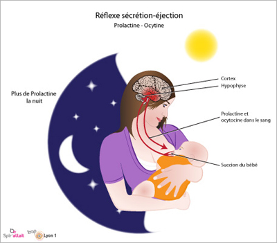 reflexe-secretion-ejection-vignette.jpg