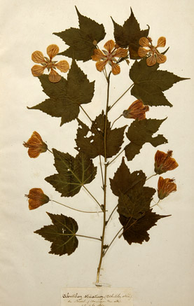 abutilon_striatum.jpg