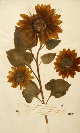 helianthus_annuus.jpg