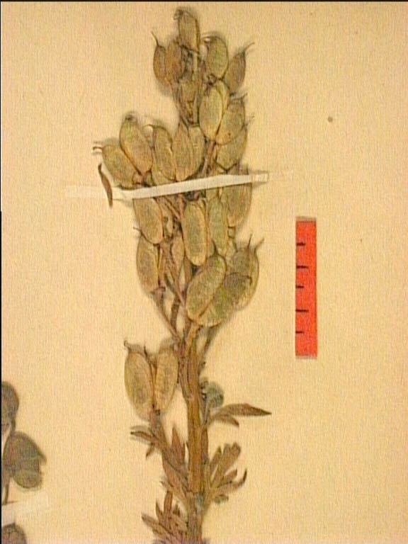 Aconitum-corsicum-frui.JPG