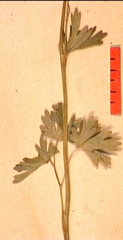 Aquilegia-alpina-fe2.JPG