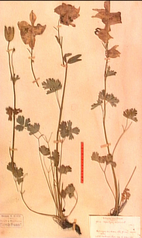 Aquilegia-alpina.JPG