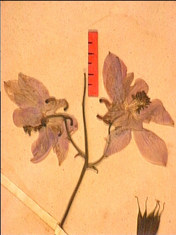 Aquilegia-viscosa-fle.JPG