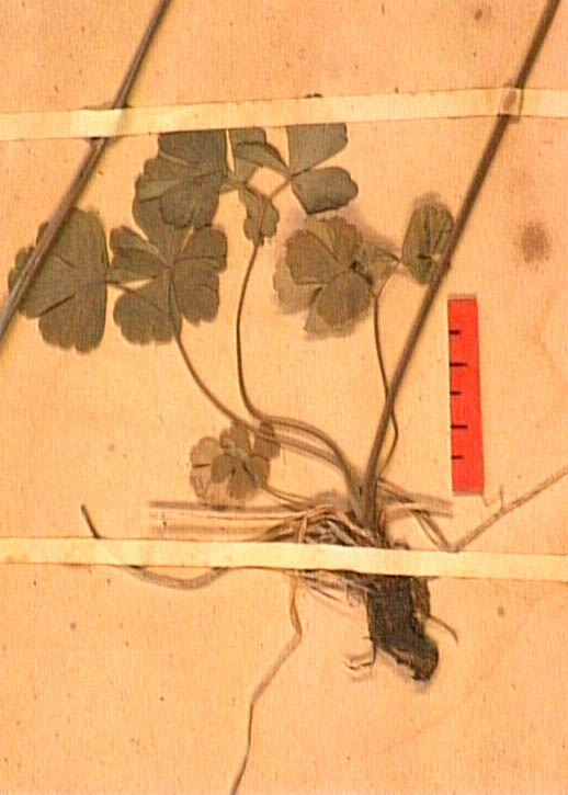 Aquilegia-viscosa-ra.JPG