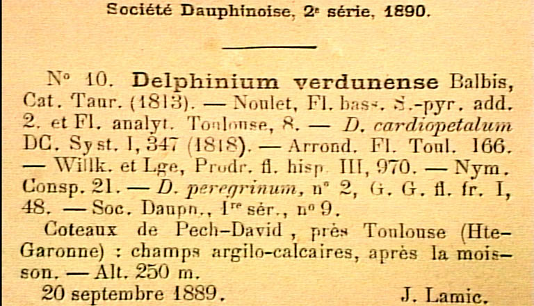 Delphinium-verdunense-eti.JPG