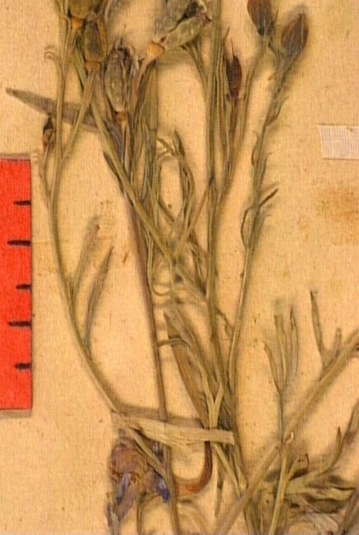 Delphinium-verdunense-fe2.JPG