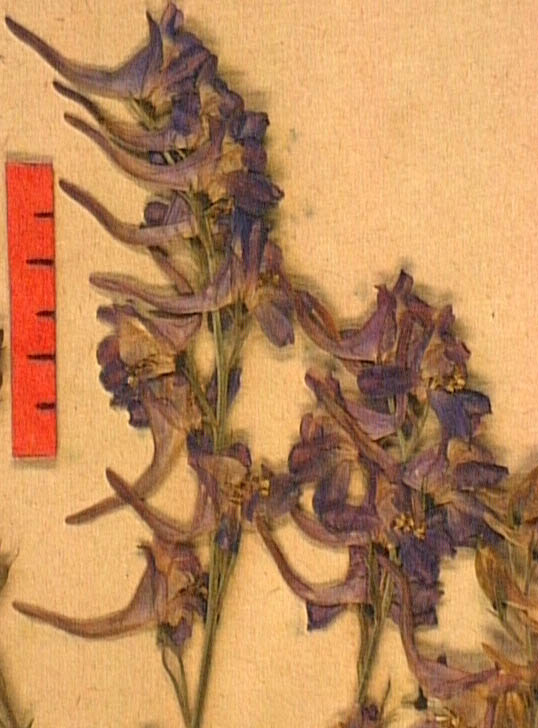 Delphinium-verdunense-fle.JPG