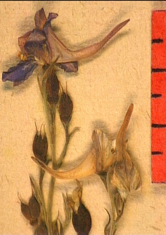 Delphinium-verdunense-fle2.JPG