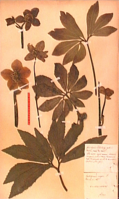 Helleborus-niger.JPG