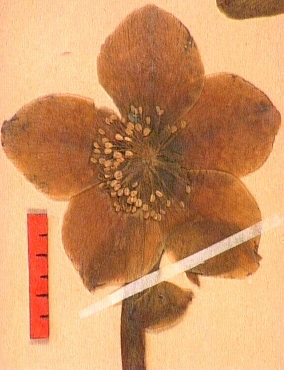 Helleborus-niger-fle2.JPG