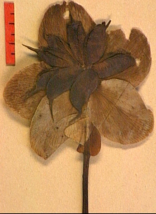 Helleborus-niger-fr.JPG