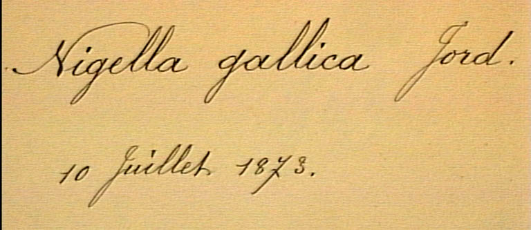 Nigella-gallica-eti.JPG