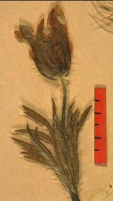 Pulsatilla-halleri-fle.JPG