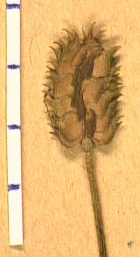 Ranunculus-canuti-fru.JPG