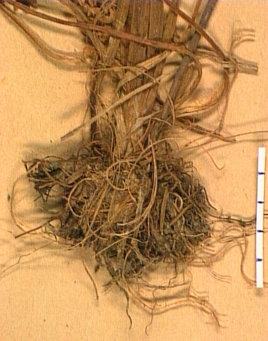 Ranunculus-canuti-ra.JPG
