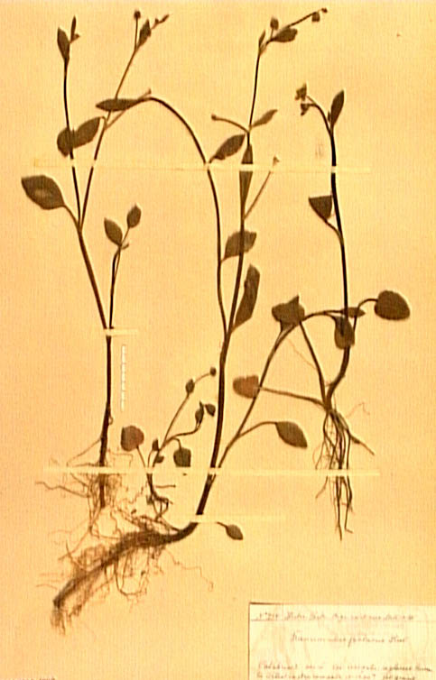 Ranunculus-fontanus.JPG