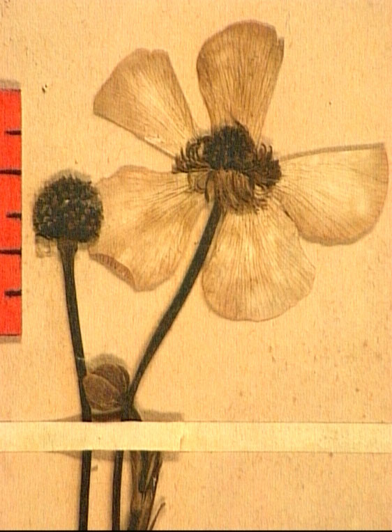 Ranunculus lingua fleur2.JPG