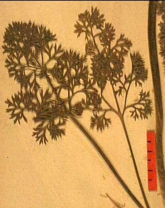 Ranunculus millefoliatus fe.JPG