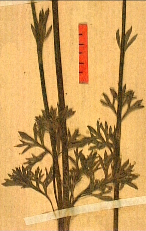 Ranunculus millefoliatus fe2.JPG