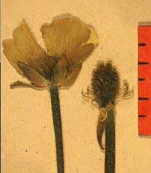 Ranunculus millefoliatus fleu.JPG