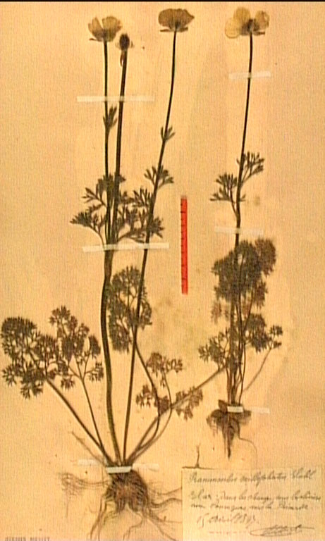 Ranunculus millefoliatus.JPG