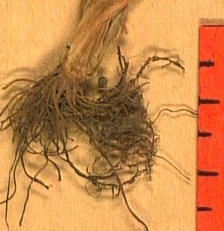Ranunculus-lateriflorus-ra.JPG