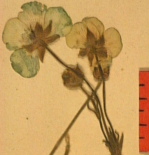 Ronunculus macrophyllus fleur.JPG
