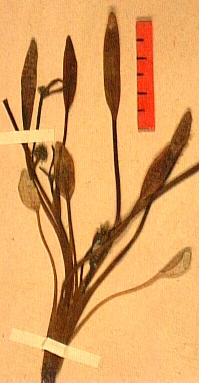 Ranunculus nodiflorus feu.JPG