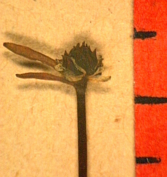 Ranunculus nodiflorus fleu.JPG