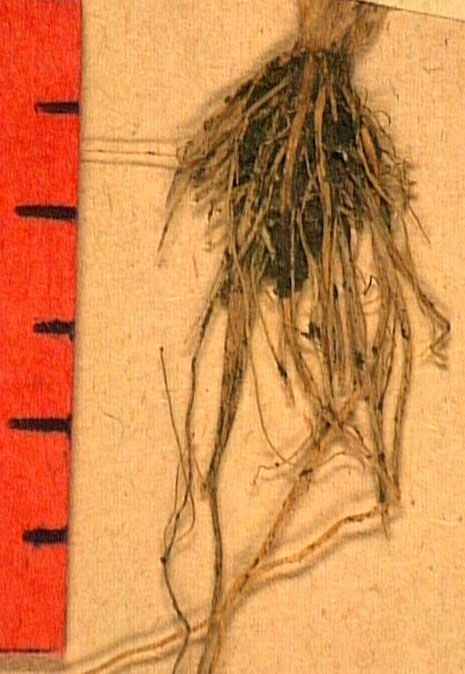 Ranunculus nodiflorus ra.JPG