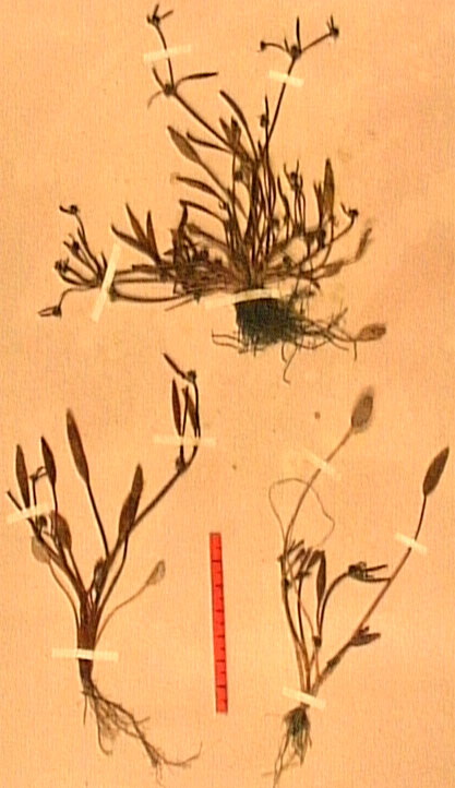 Ranunculus nodiflorus.JPG