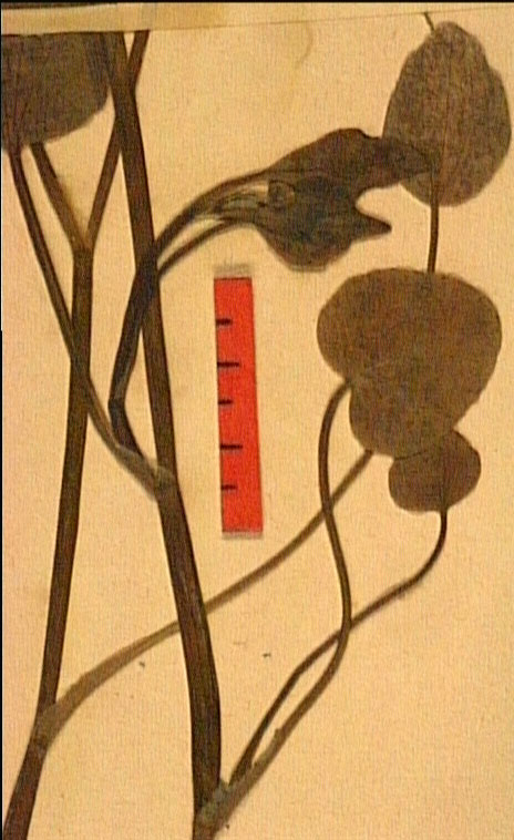 Ranunculus ophioglossifolius fe.JPG