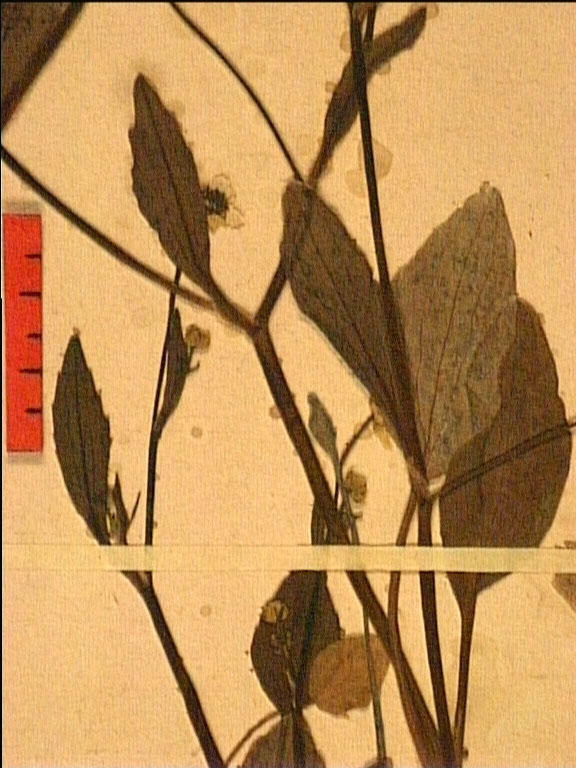 Ranunculus ophioglossifolius fe2.JPG