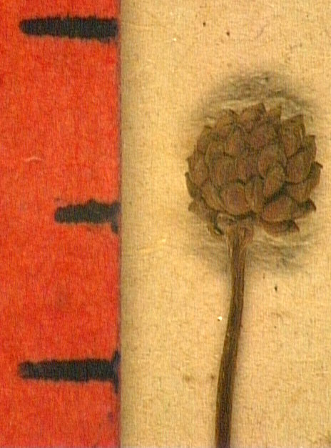 Ranunculus ophioglossifolius fru.JPG