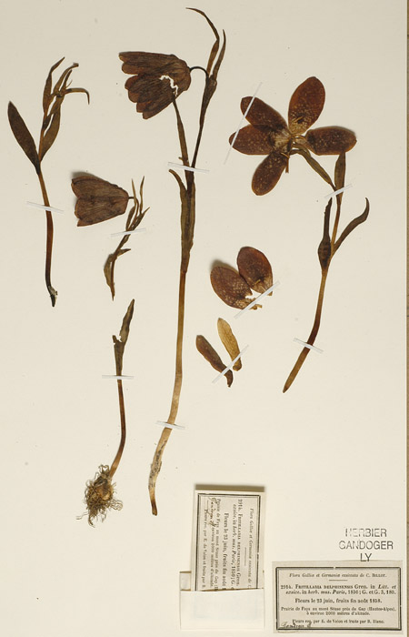 PartGandogerFritillariadelphinensis.jpg